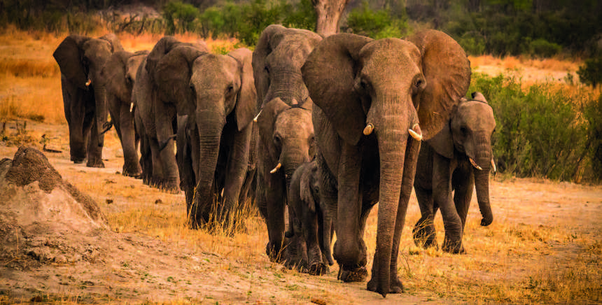 A herd of elephants walk through the land
