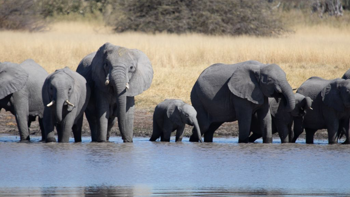 A group of elephants walking through a body of water