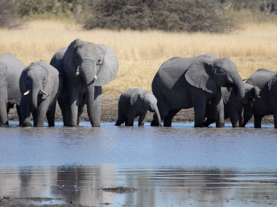 A group of elephants walking through a body of water