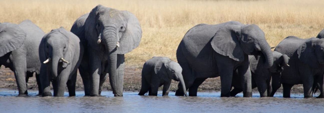 A group of elephants walking through a body of water