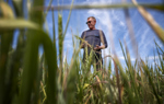 A man in sunglasses holds a plant stalk in a field.