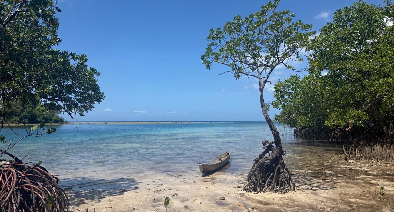 A tall tree stands in shallow turquoise water, with a small rowboat to the left side. 