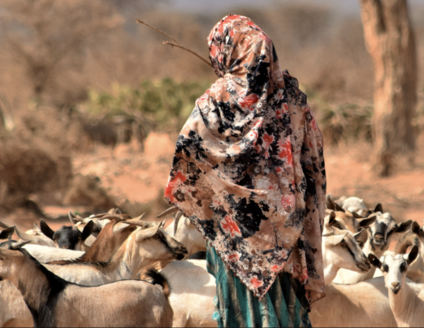 A woman holds a stick as she herds a group of goats