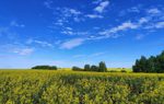 Landscape shot of a field of yellow flowers