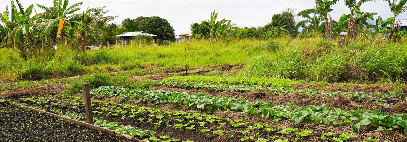 A wide view of the family's garden flanked by banana trees