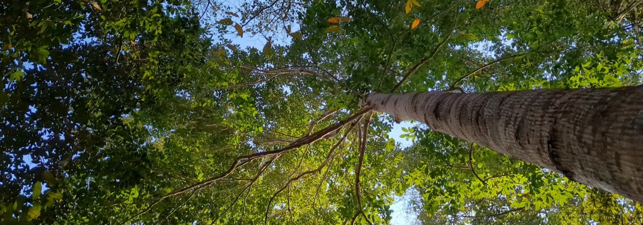 The underside of a tree canopy in a forest in Cambodia