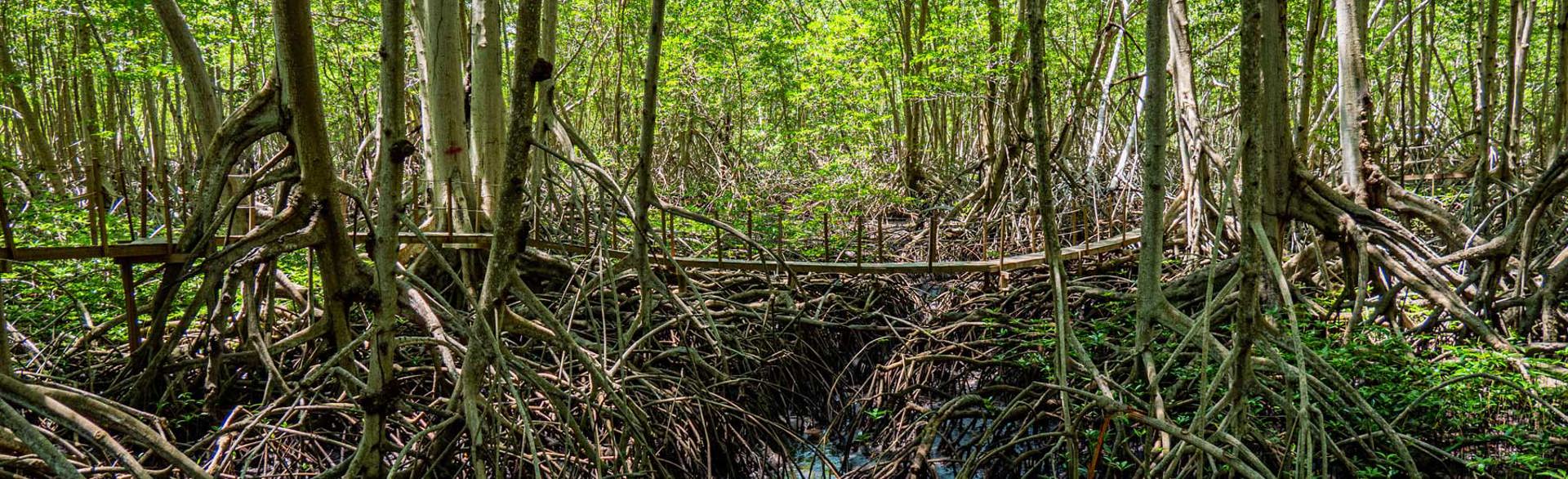 A shot of mangroves in El Salvador
