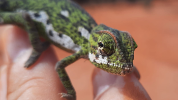 Rare Reptile Find in Somaliland Minefield