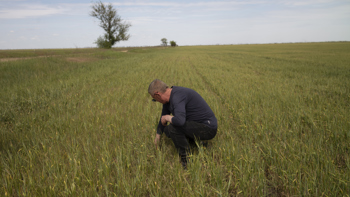 A man crouches in the middle of a green field.