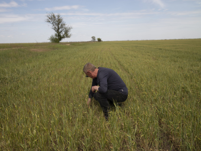 A man crouches in the middle of a green field.