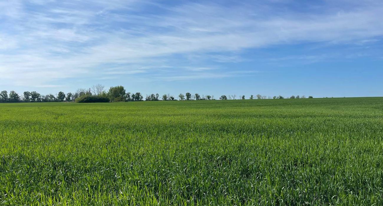 Landscape shot of a field