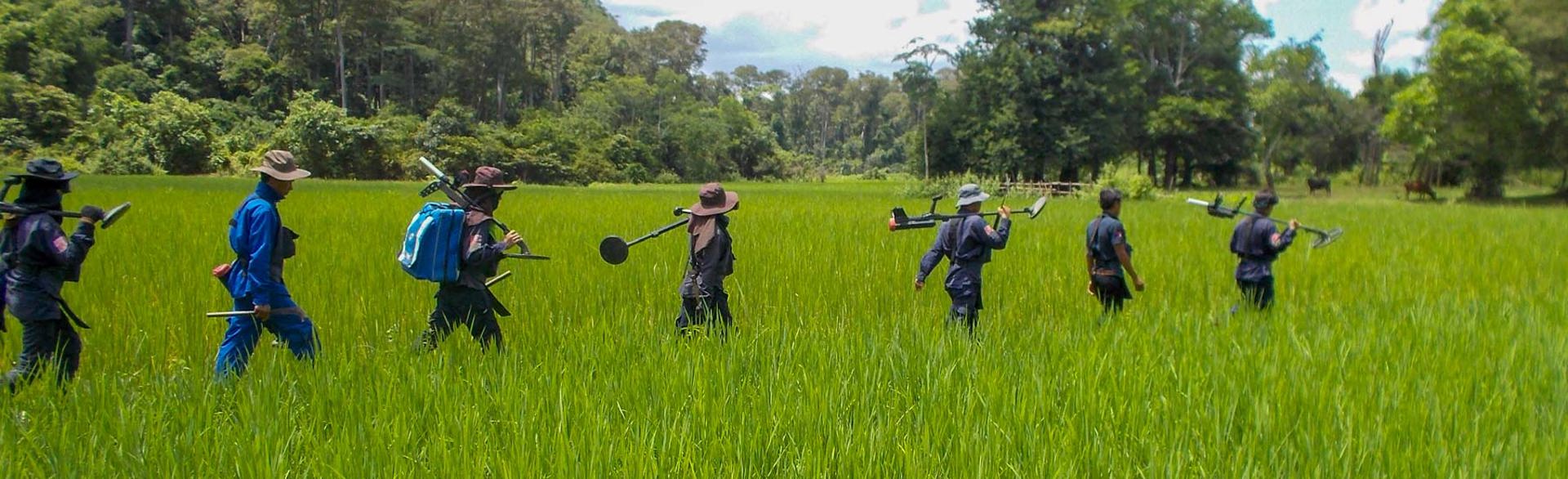 A survey team walk through tall grass whilst carrying their detectors