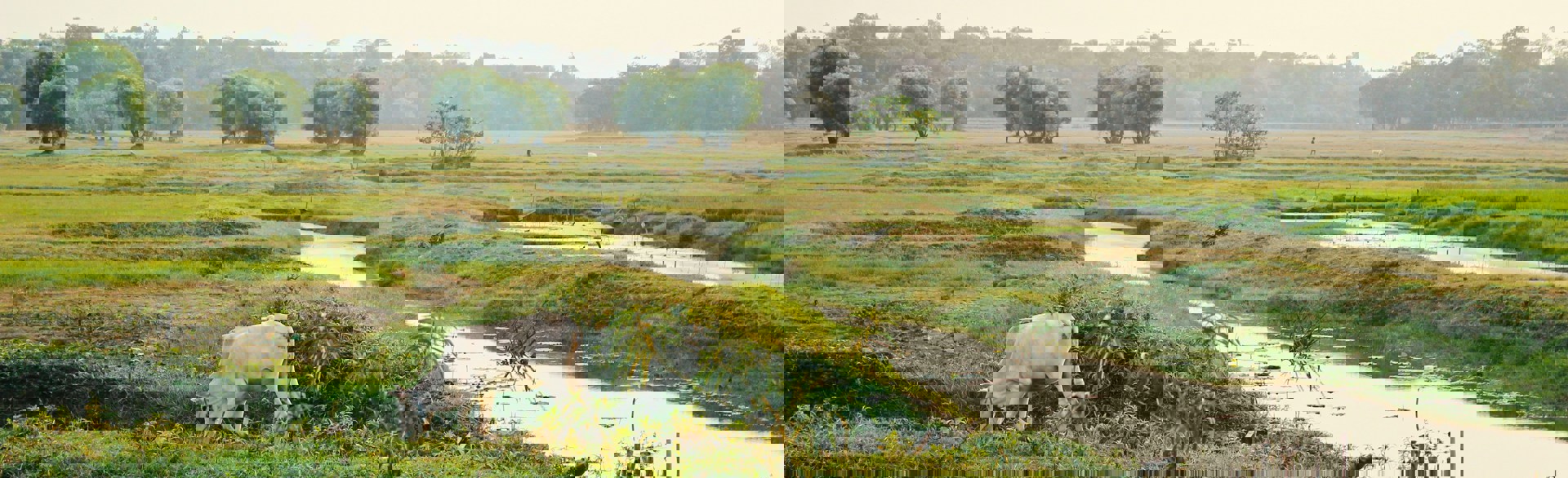 Green Myanmar fields with cattle grazing