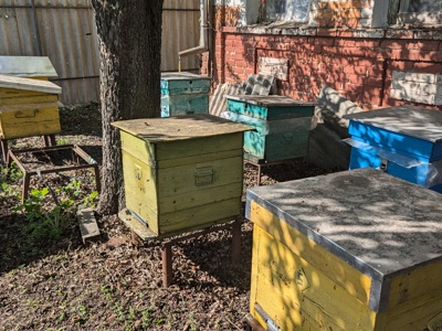 Slavik's beehives on his family's property