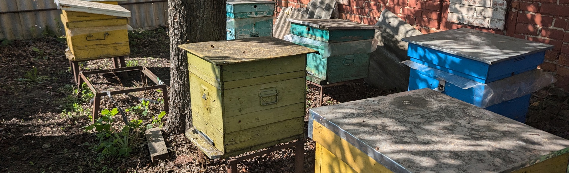Slavik's beehives on his family's property