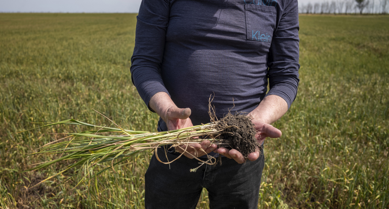 A man displays a plant and its roots to the camera.