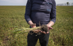 A man displays a plant and its roots to the camera.
