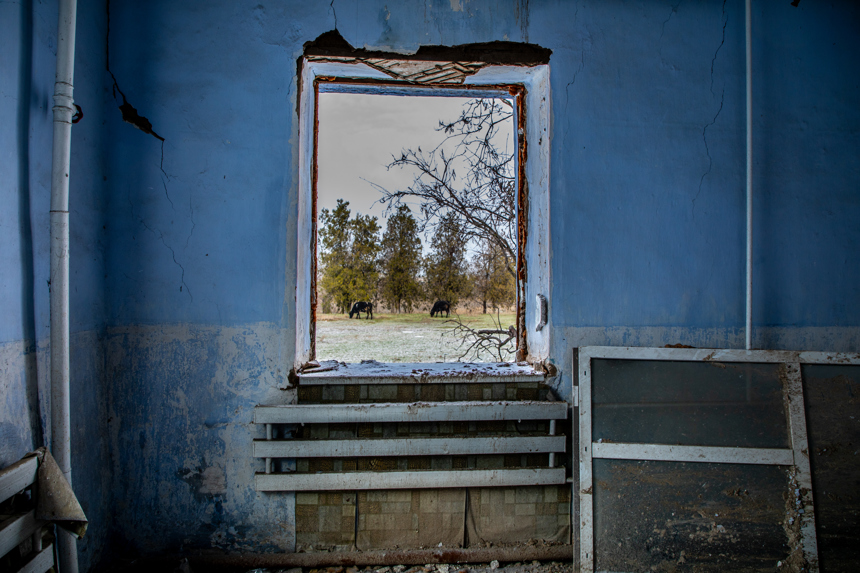 A shot of cattle grazing on the field through a window