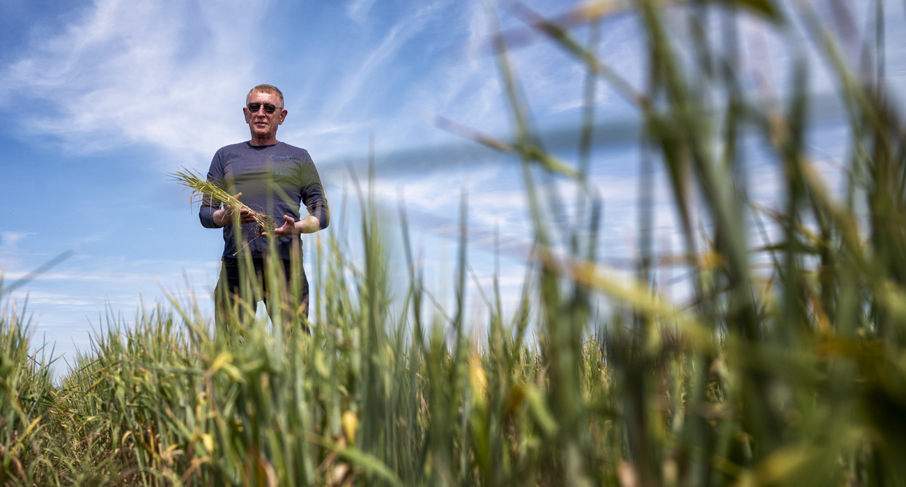 A man in sunglasses holds a plant stalk in a field.