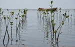 Rows of mangrove seedlings recently planted. A rowboat in the background.