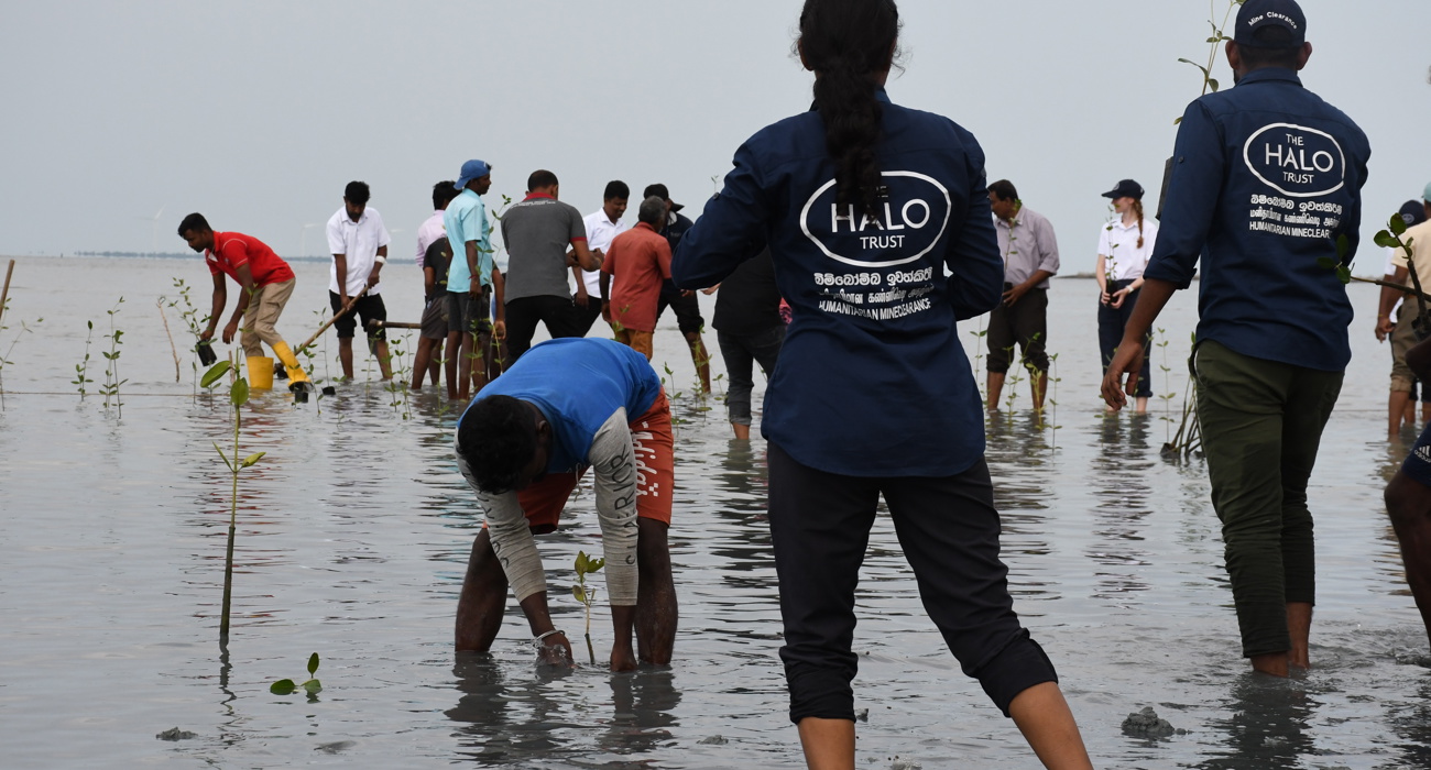 A crowd of people stand in shallow water planting mangrove seedlings.