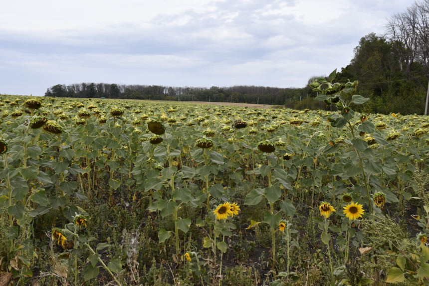 Field of sunflowers in Ukraine