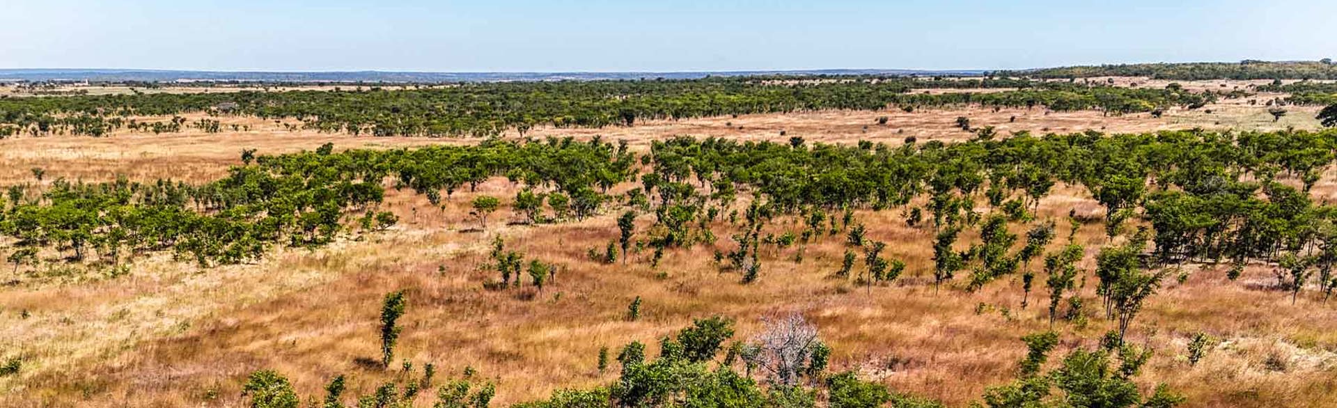The treeline of the forest in the Cubango-Okavango River Basin in Angola