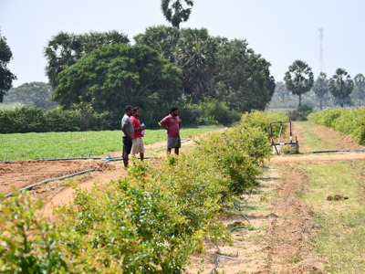 Three men stand on the edge of a row of crops in a field.