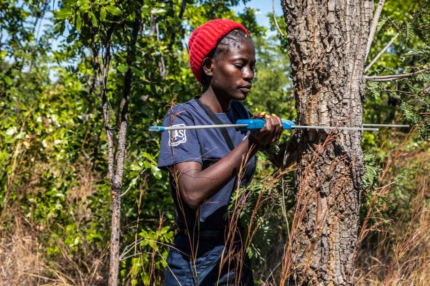 A technician measures a tree as part of the forestry survey in Angola