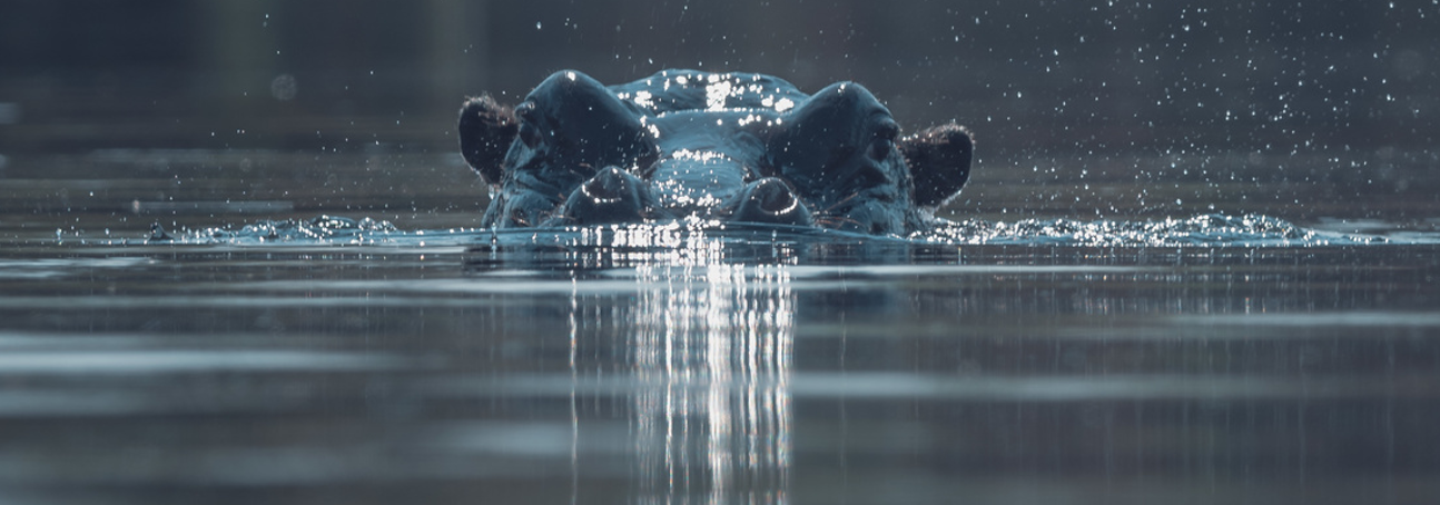 A hippo pokes its head over the surface of the water